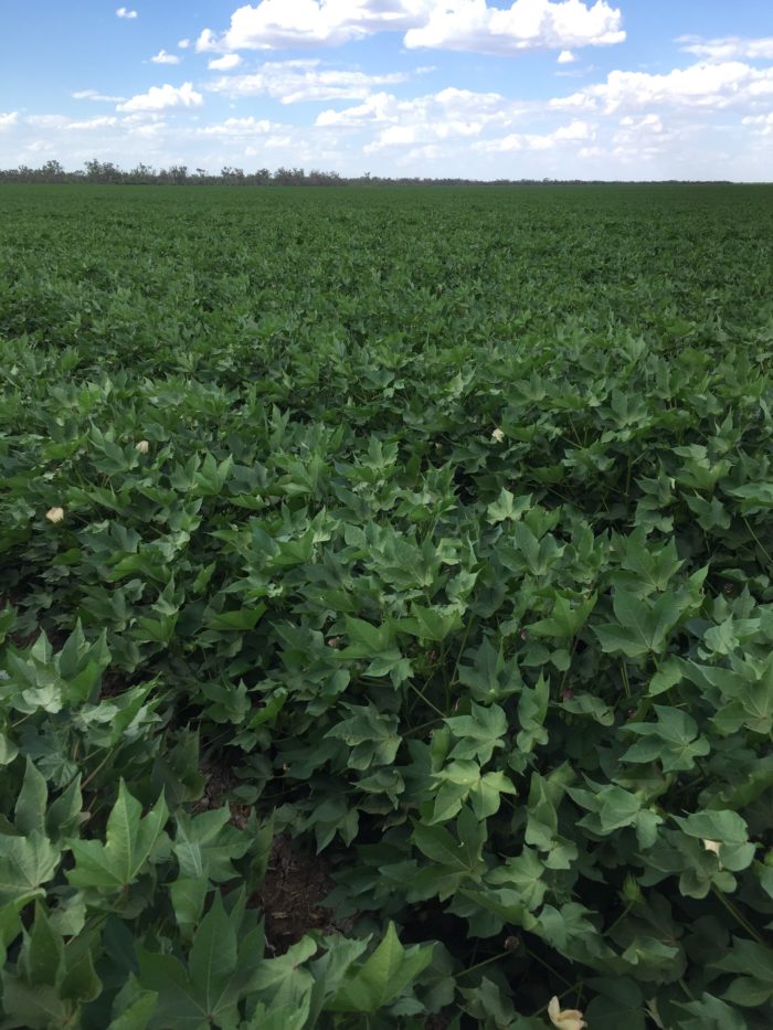 Red Star Insurance Brokers Cotton Crop Insurance